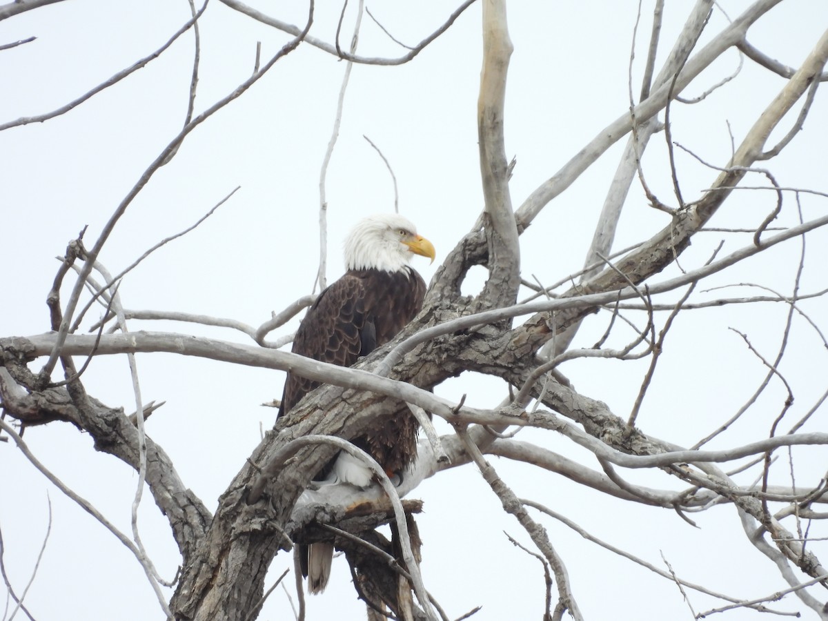 Bald Eagle - ML646155717