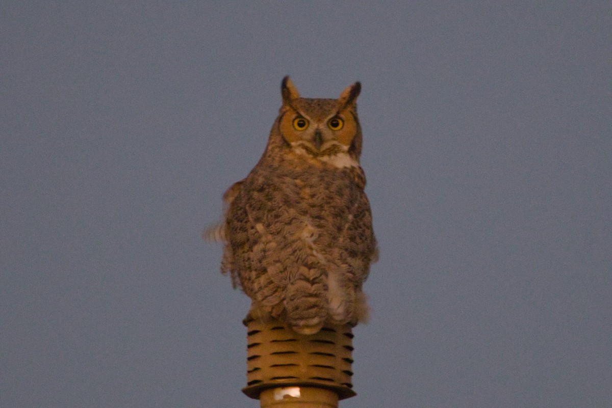 Great Horned Owl - ML646155719