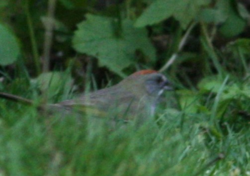 Green-tailed Towhee - ML646155720