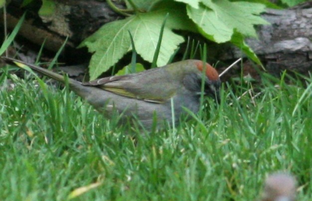 Green-tailed Towhee - ML646155721