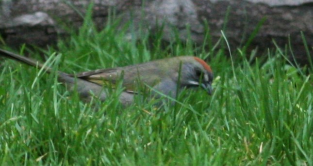 Green-tailed Towhee - ML646155722