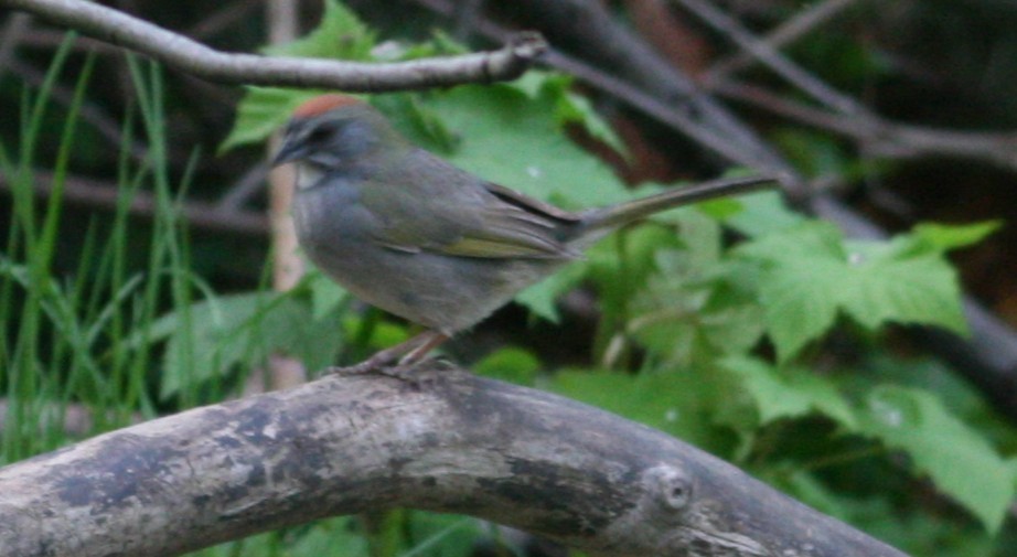 Green-tailed Towhee - ML646155723