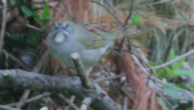 Green-tailed Towhee - ML646155724