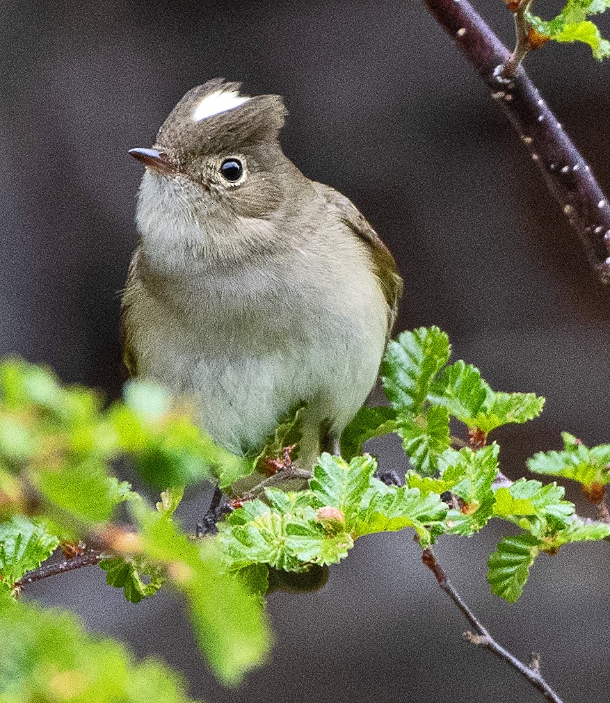 White-crested Elaenia - ML646155725