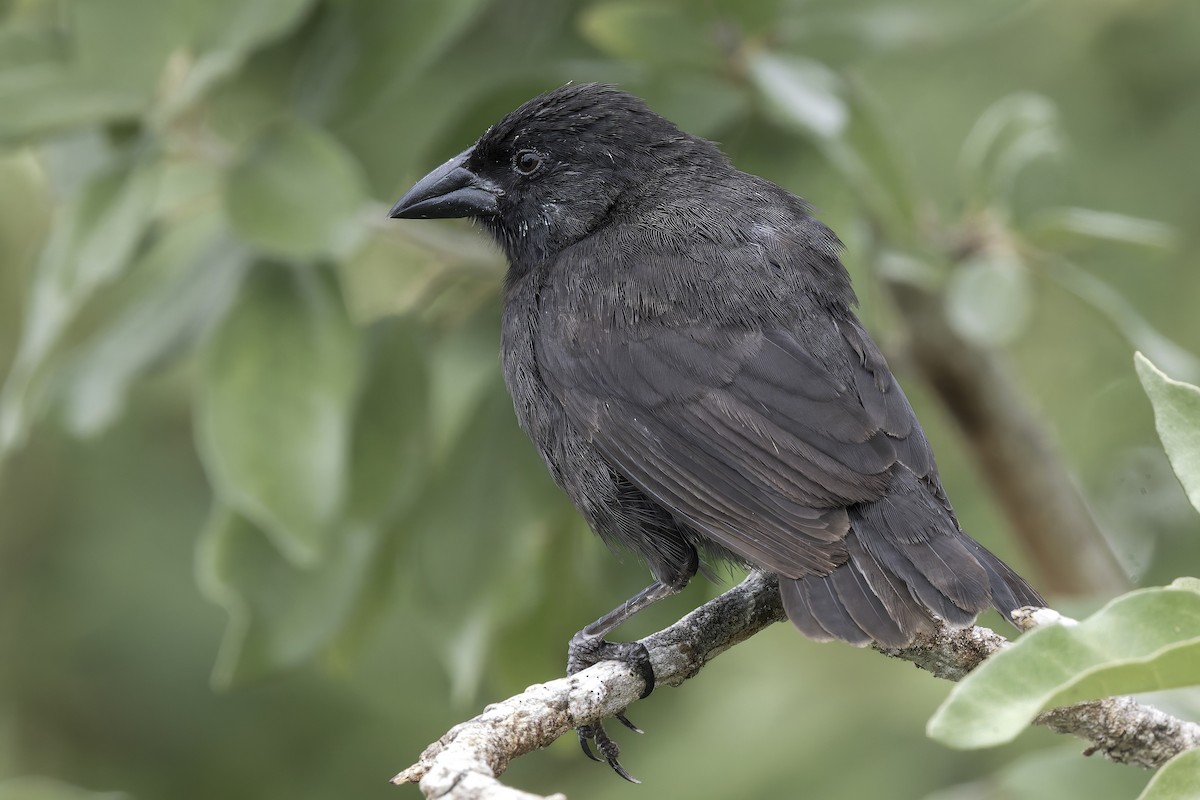Common Cactus-Finch - ML646155726