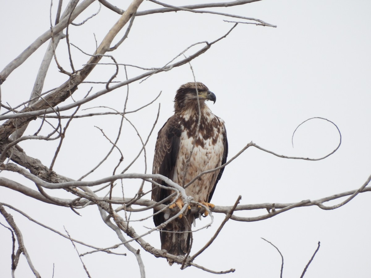 Bald Eagle - ML646155729