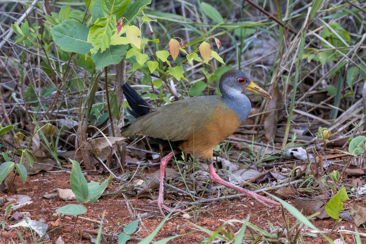 Gray-cowled Wood-Rail - ML646155733
