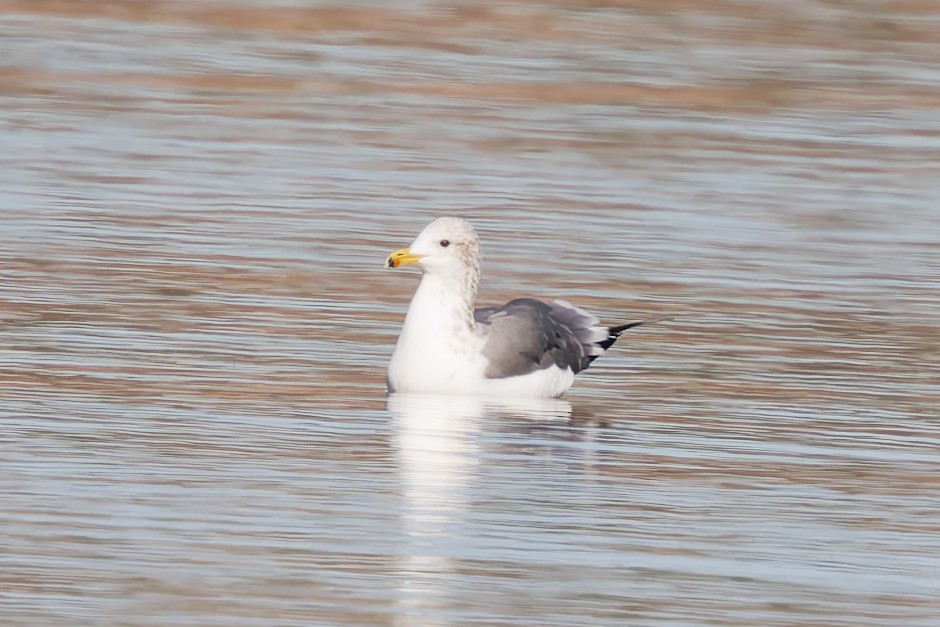 California Gull - ML646155734
