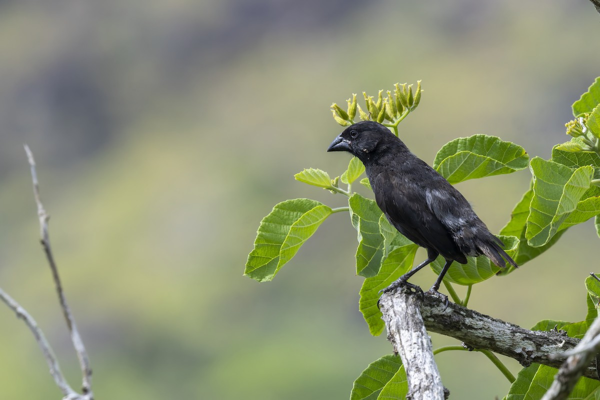 Common Cactus-Finch - ML646155735