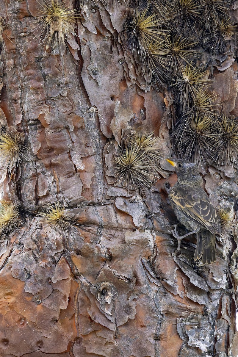 Common Cactus-Finch - ML646155736