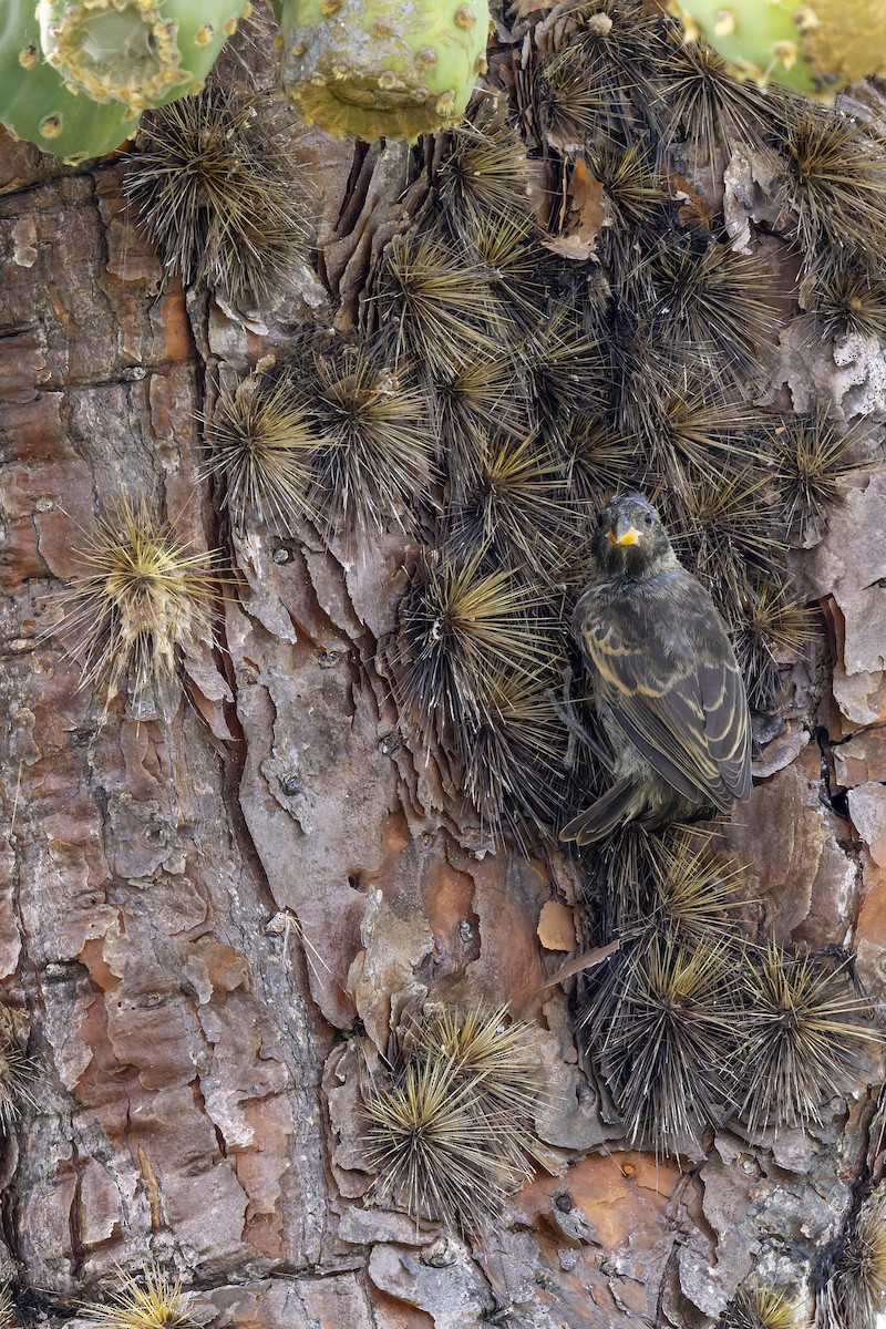 Common Cactus-Finch - ML646155737