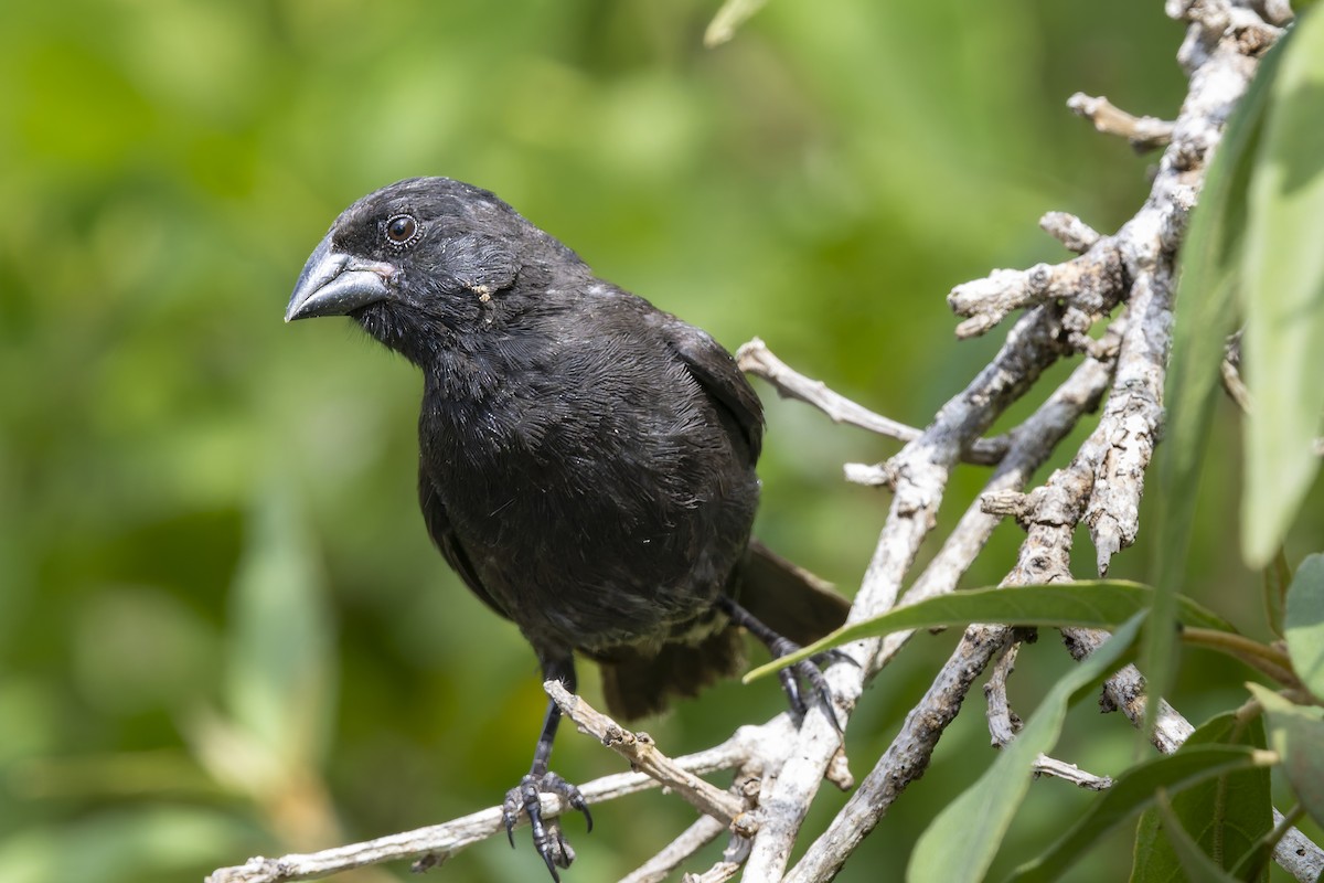 Common Cactus-Finch - ML646155738
