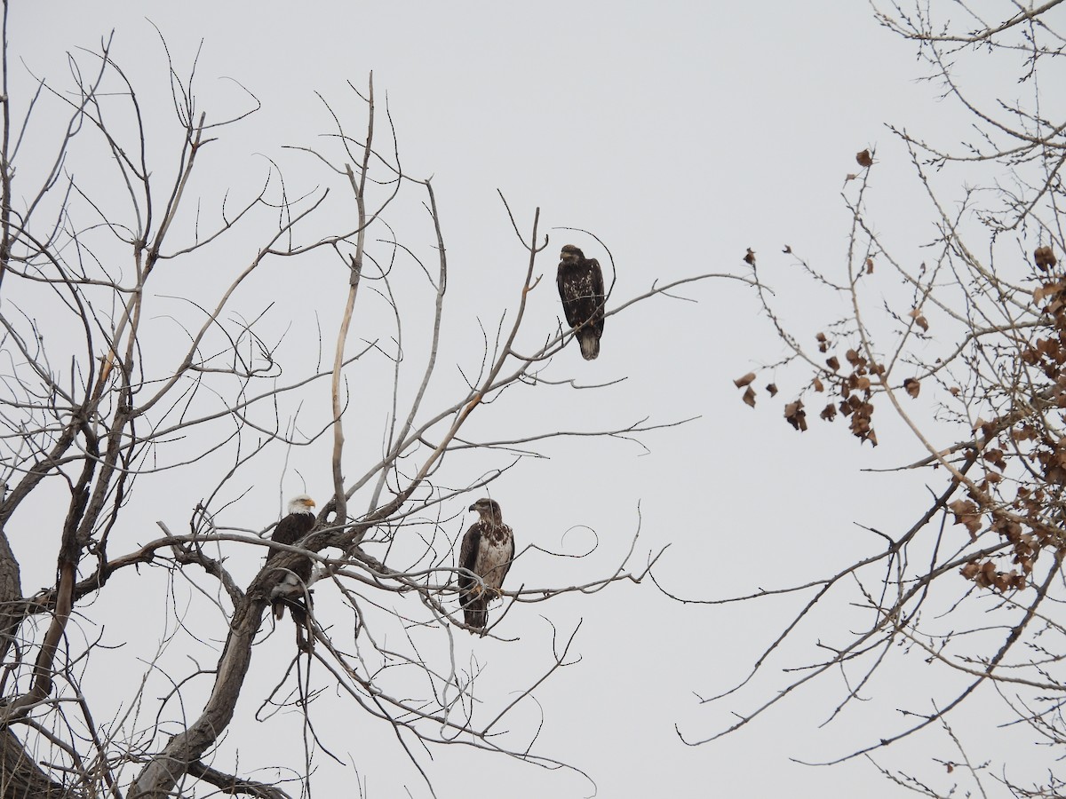 Bald Eagle - ML646155739