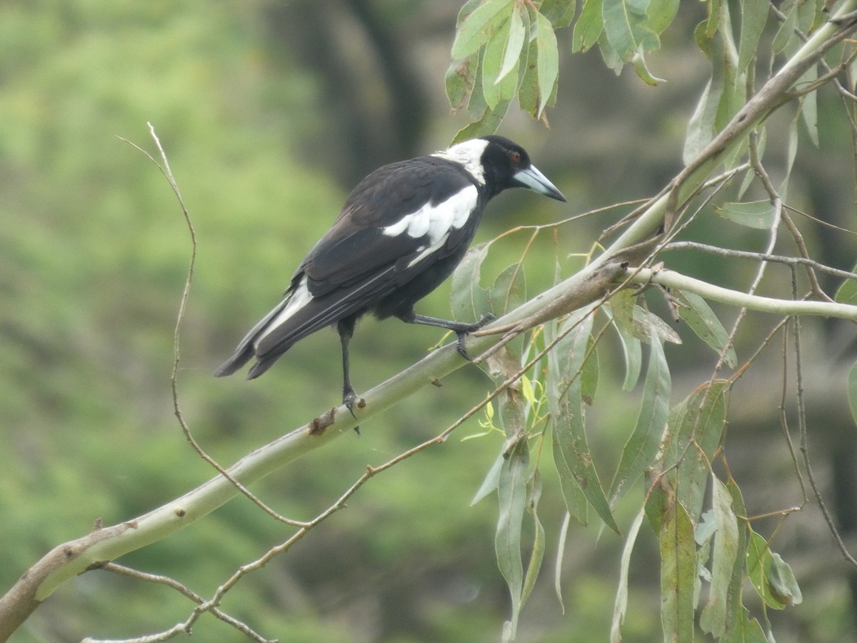 Australian Magpie - ML646155741