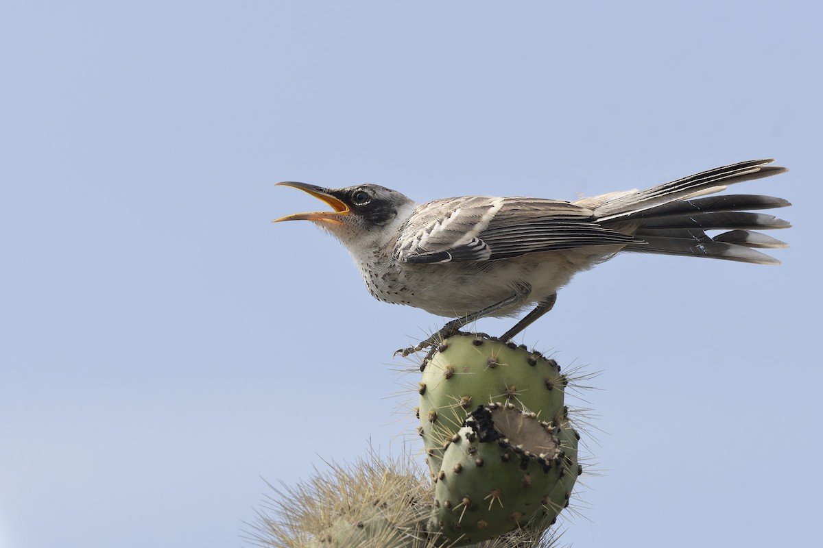 Galapagos Mockingbird - ML646155743