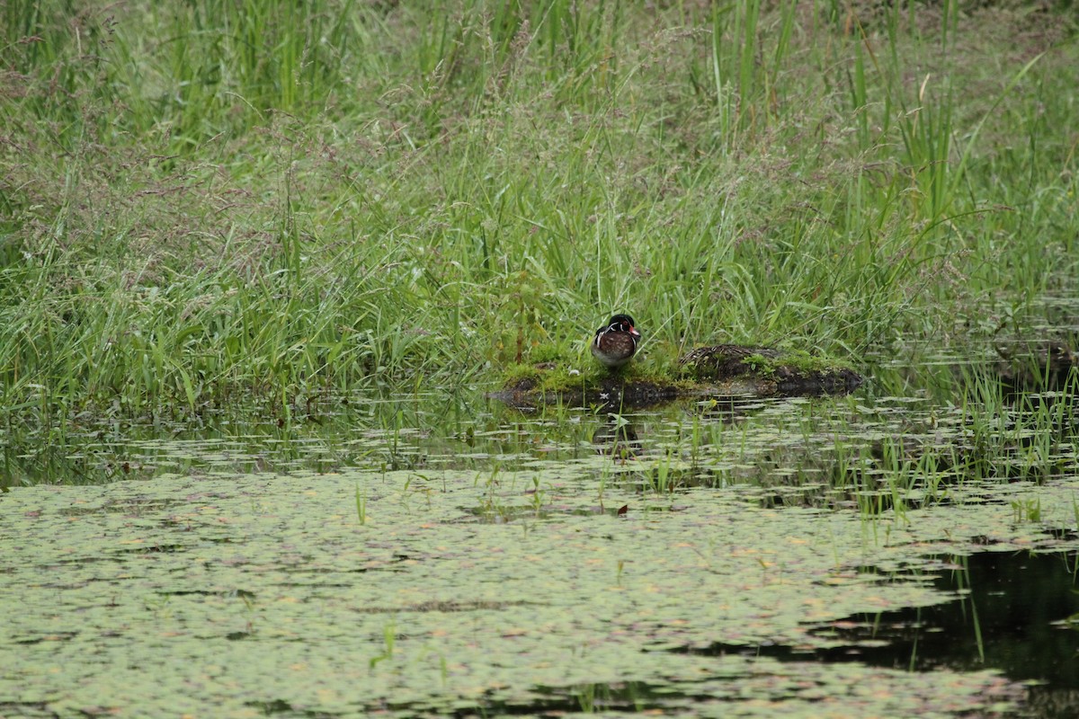 Wood Duck - ML646155744