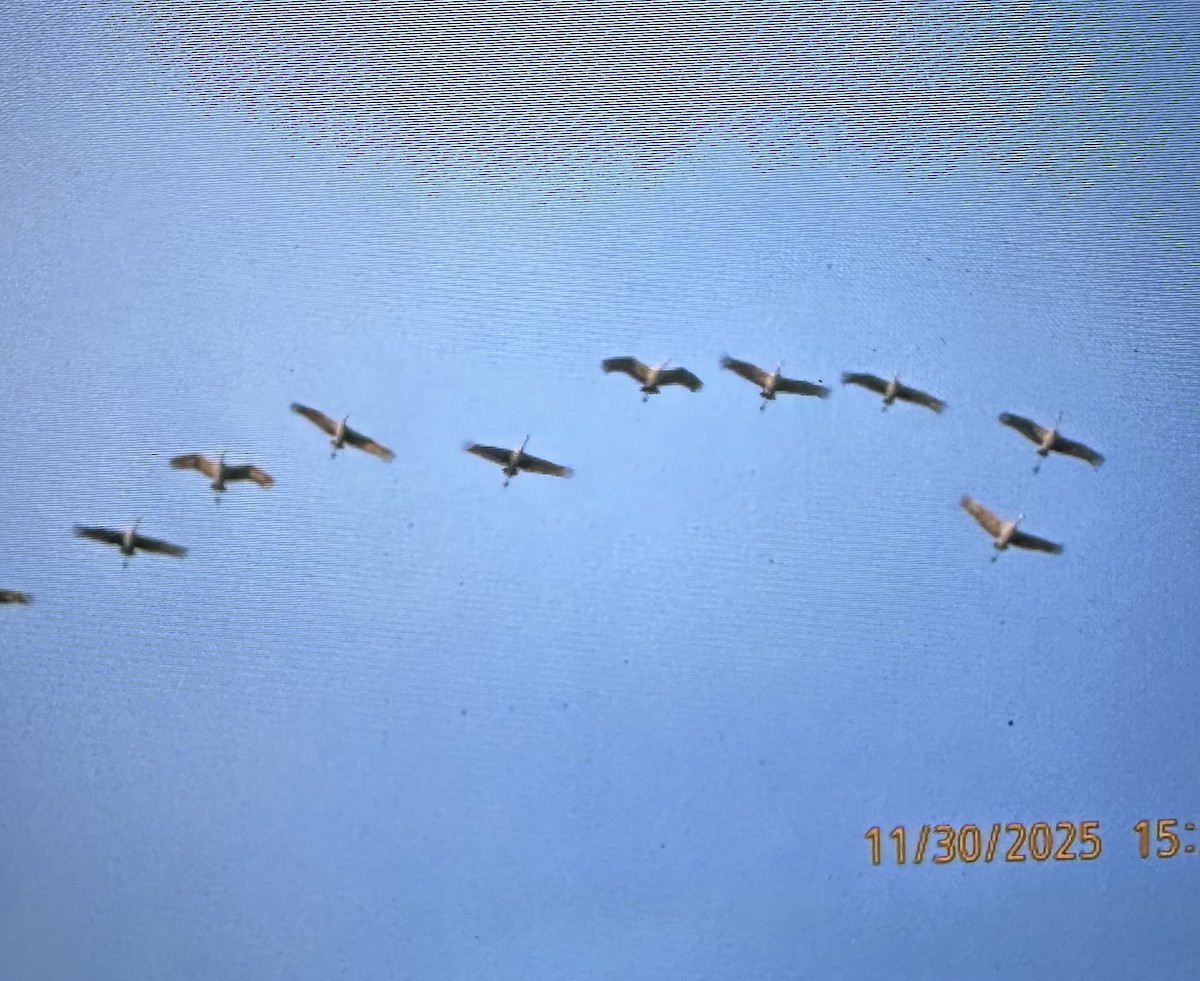 Sandhill Crane - ML646155748