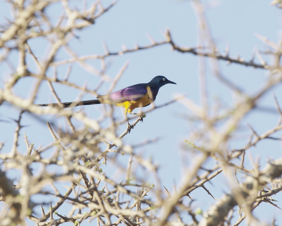Golden-breasted Starling - ML646155749