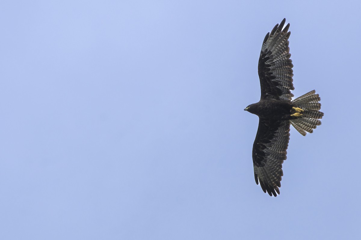 Galapagos Hawk - ML646155752
