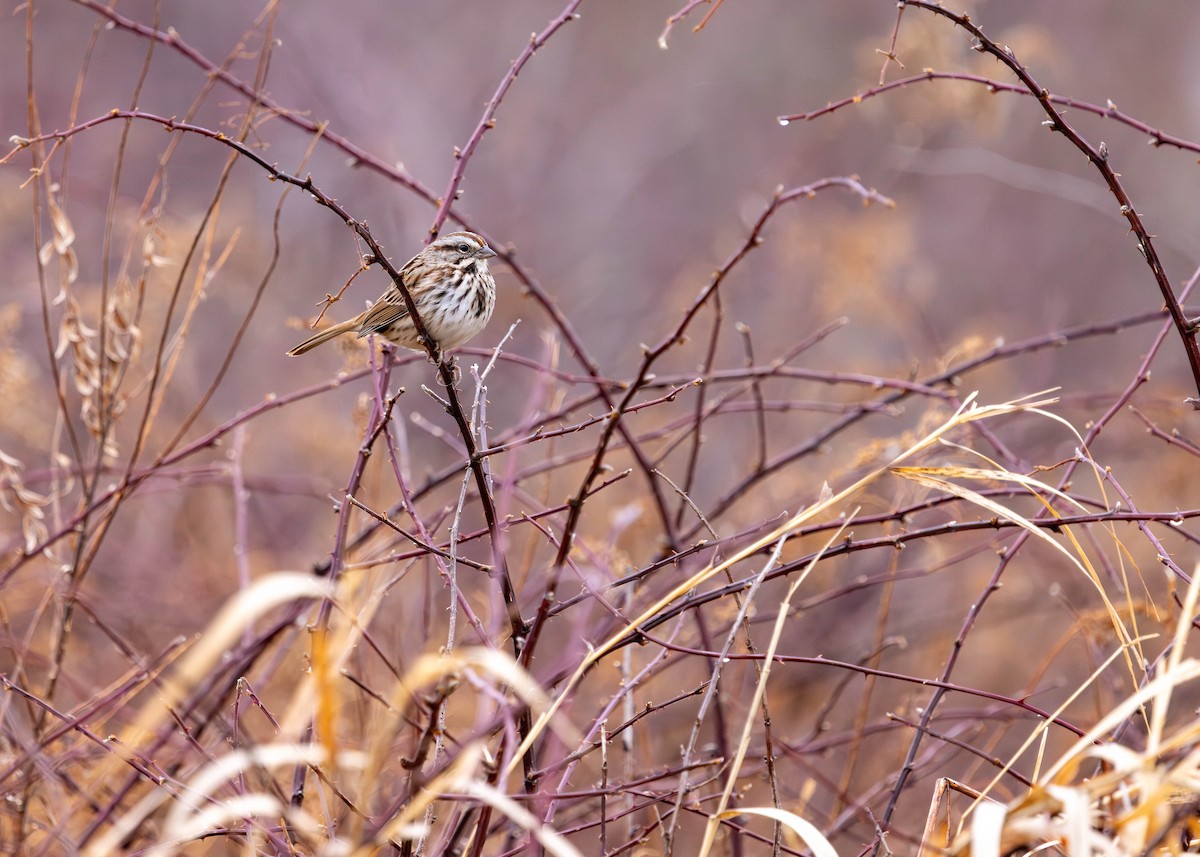 Song Sparrow - ML646155755