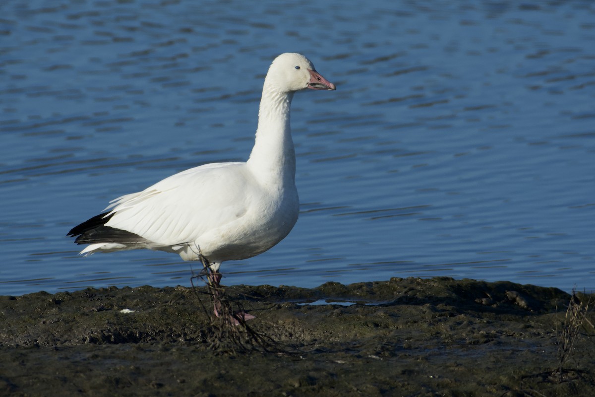 Snow Goose - ML646155756