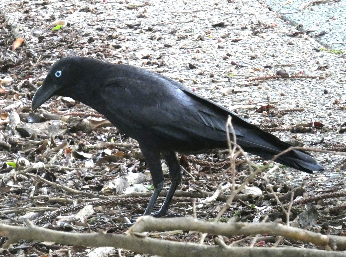 Torresian Crow - ML646155757