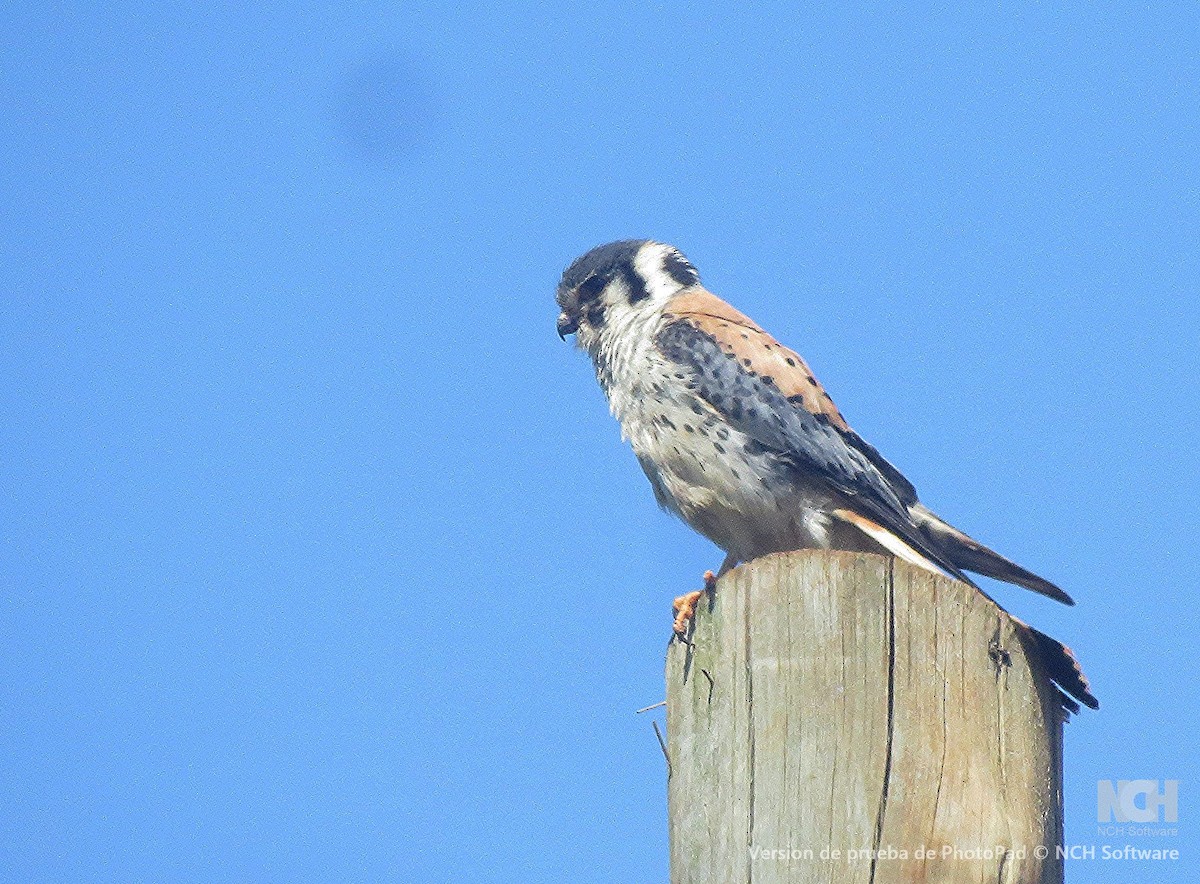 American Kestrel - ML646155758