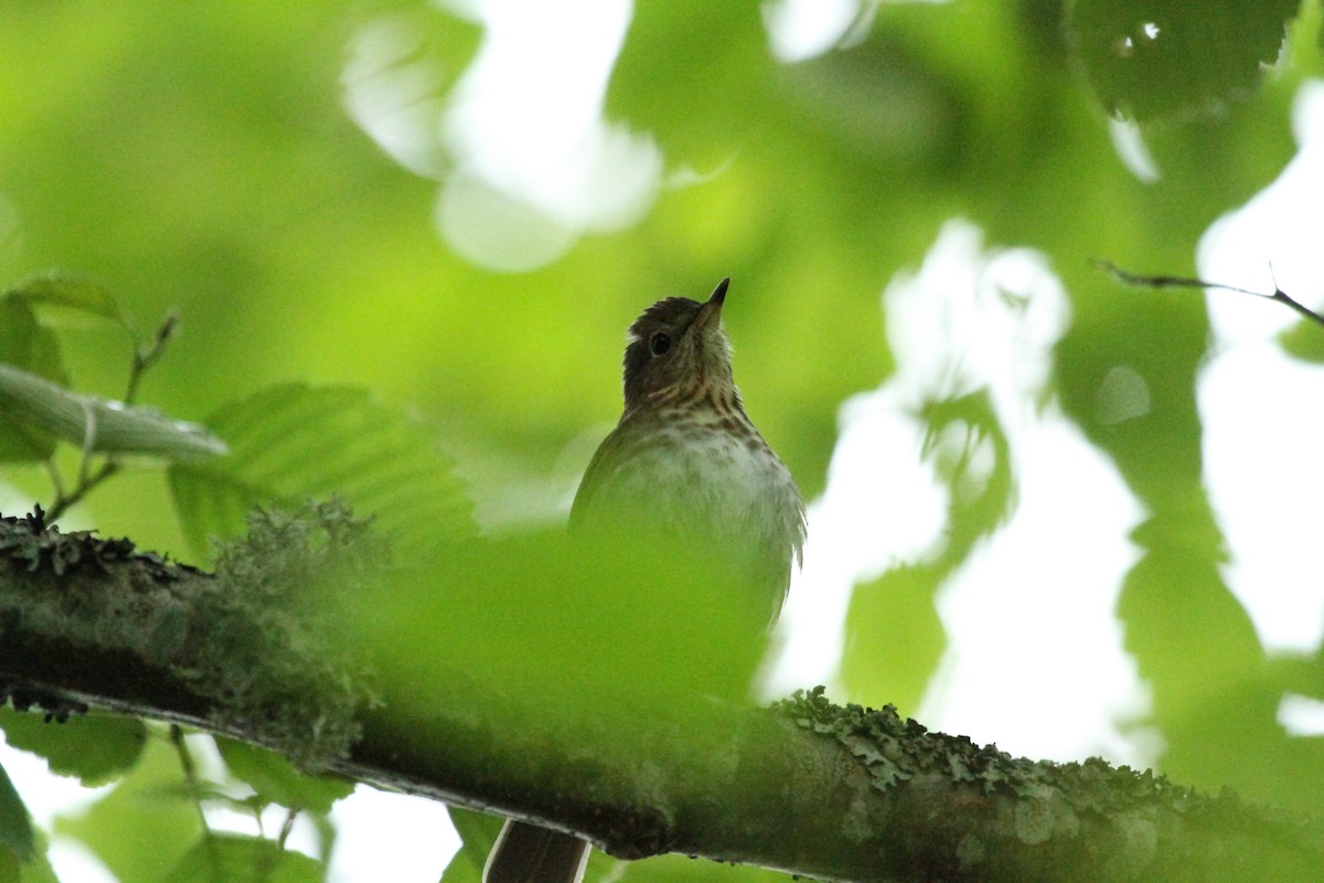 Swainson's Thrush - ML646155760