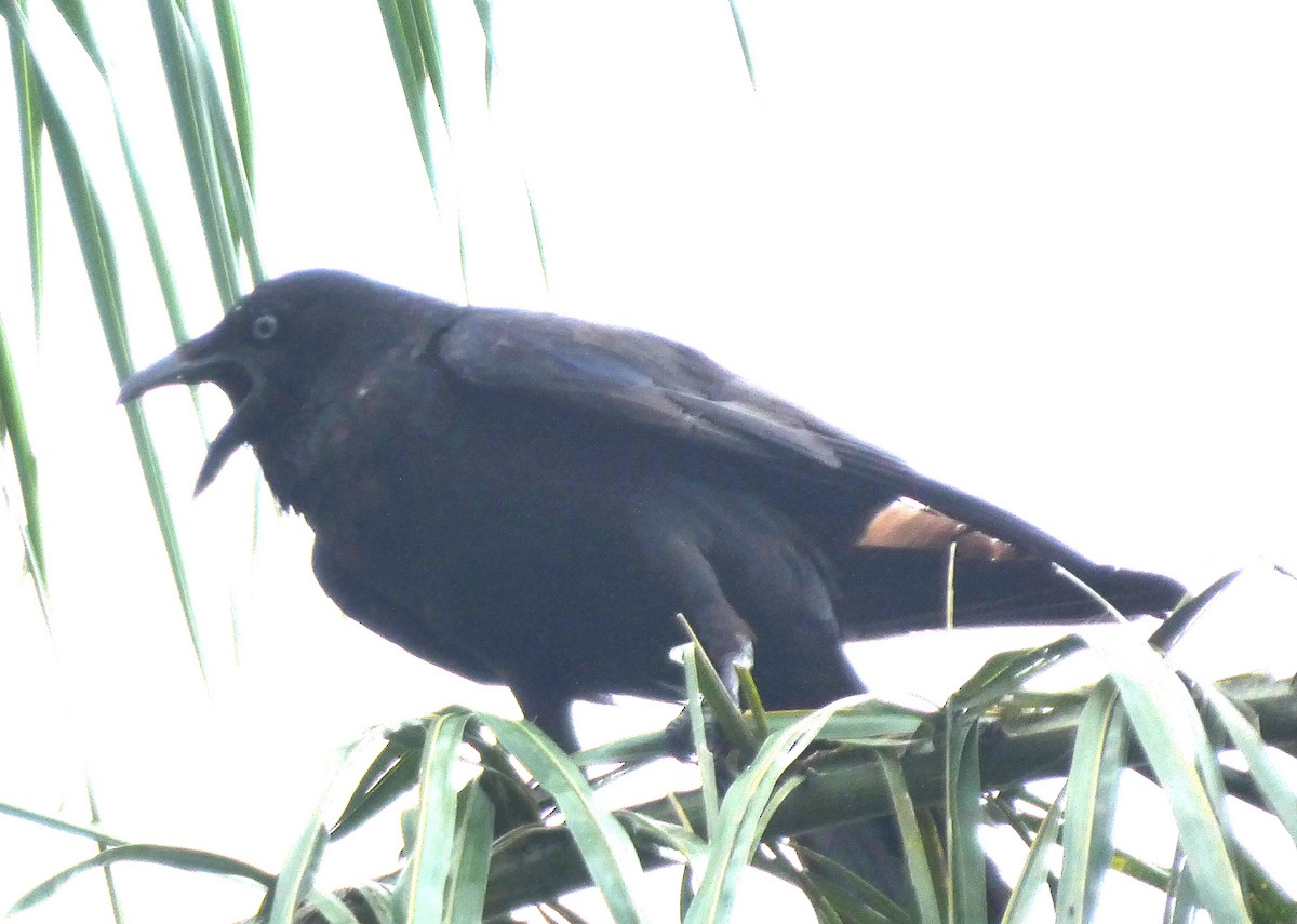 Torresian Crow - ML646155761