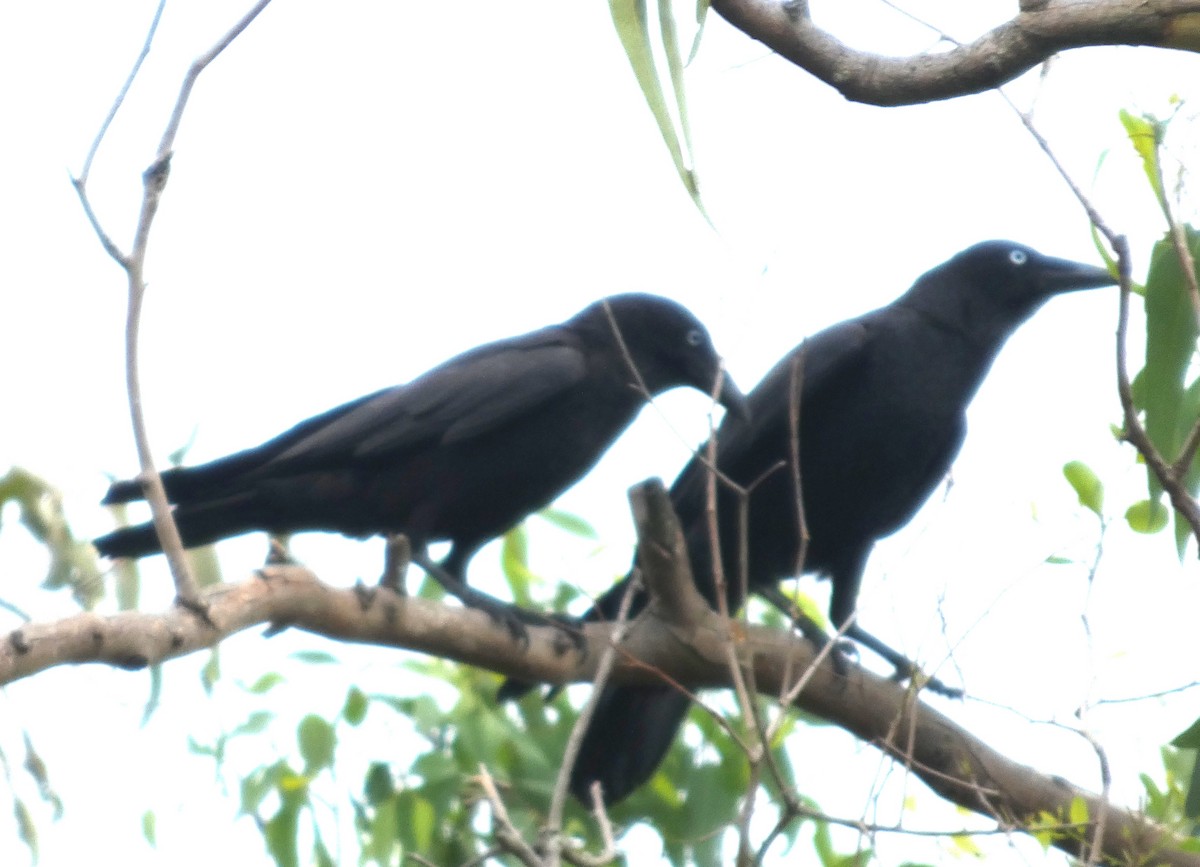 Torresian Crow - ML646155765