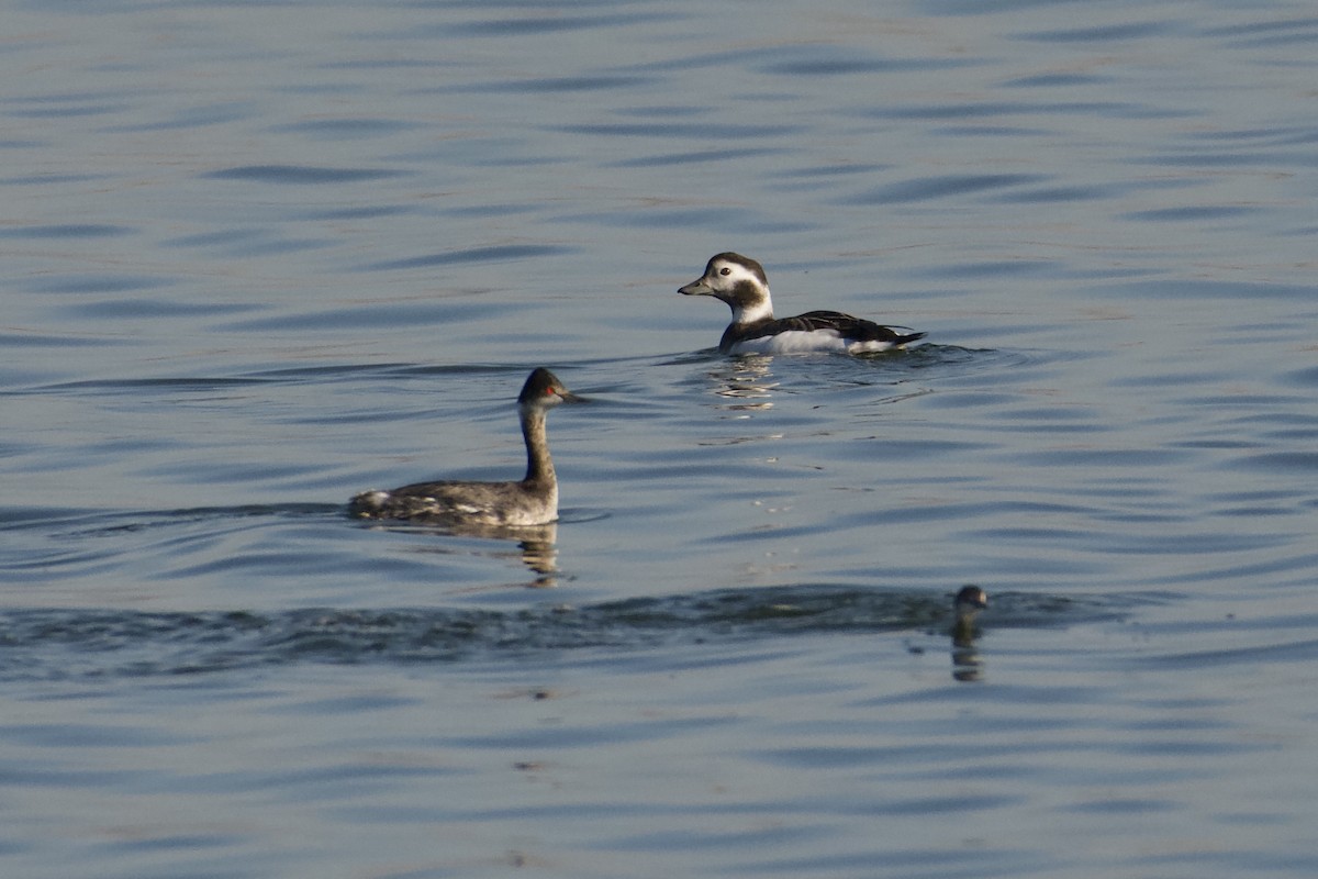 Long-tailed Duck - ML646155766