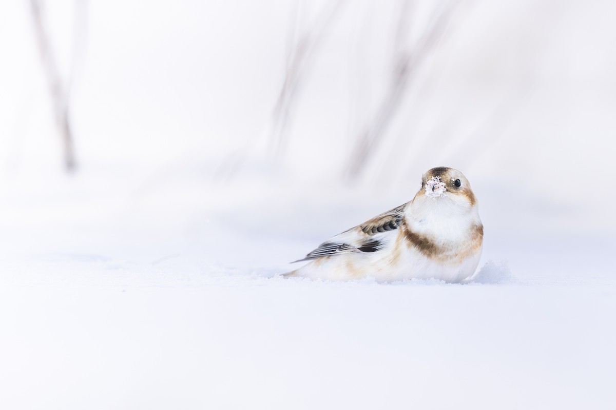 Snow Bunting - ML646155767