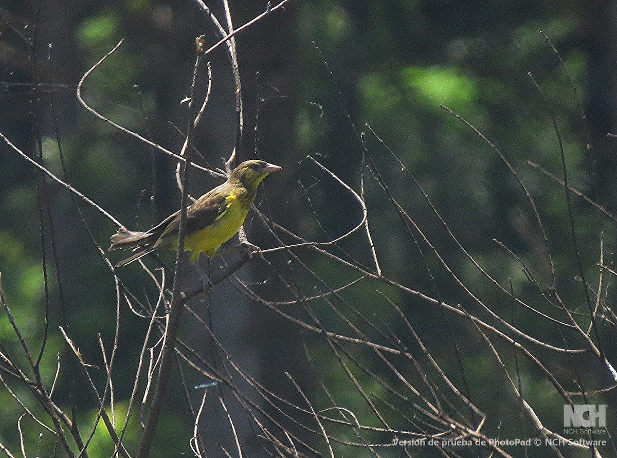 Мочарець жовтогузий - ML646155769