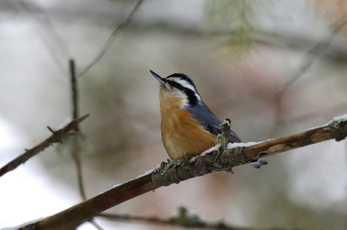 Red-breasted Nuthatch - ML646155770