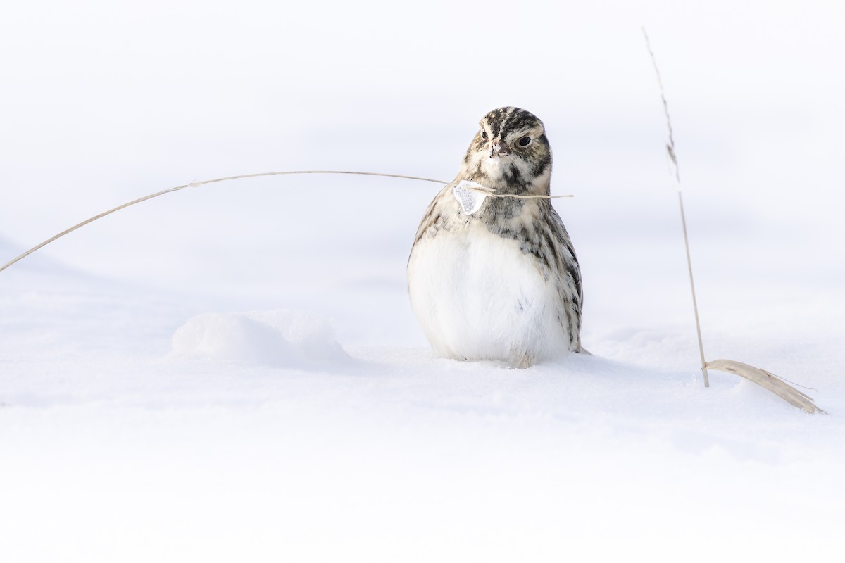 Lapland Longspur - ML646155771