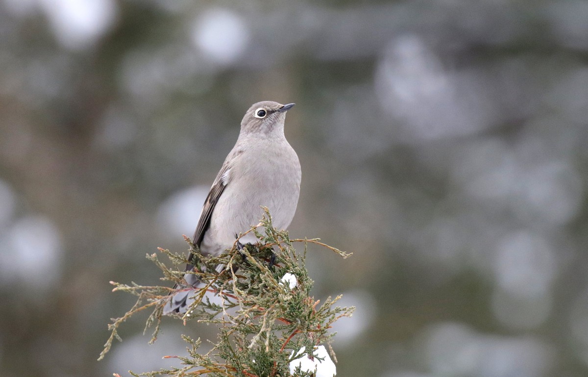 Townsend's Solitaire - ML646155800