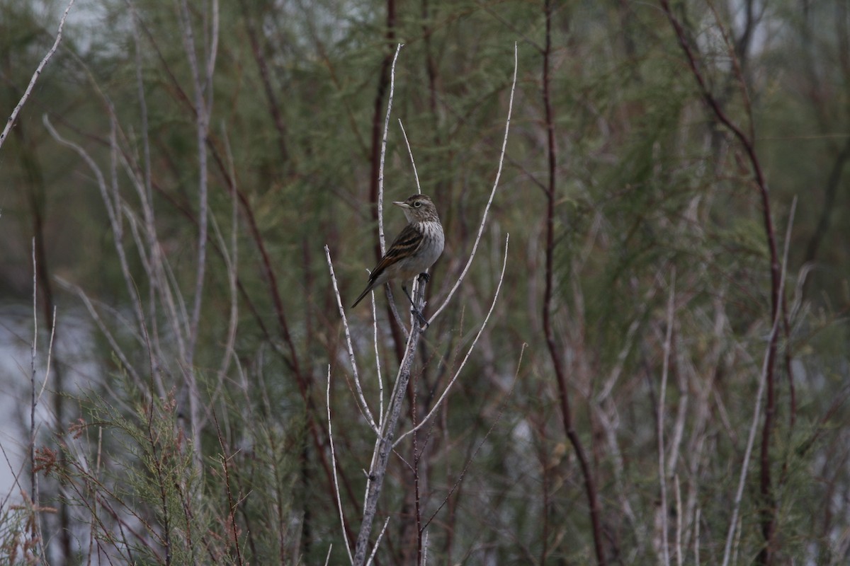 Spectacled Tyrant - ML646155804