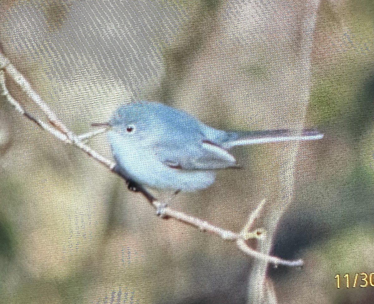Blue-gray Gnatcatcher - ML646155807