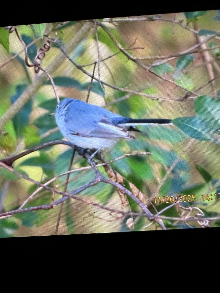 Blue-gray Gnatcatcher - ML646155808