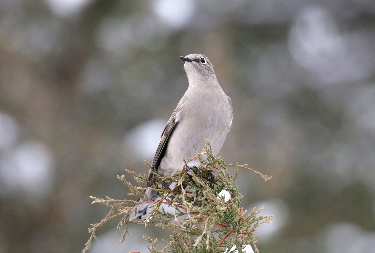 Townsend's Solitaire - ML646155811