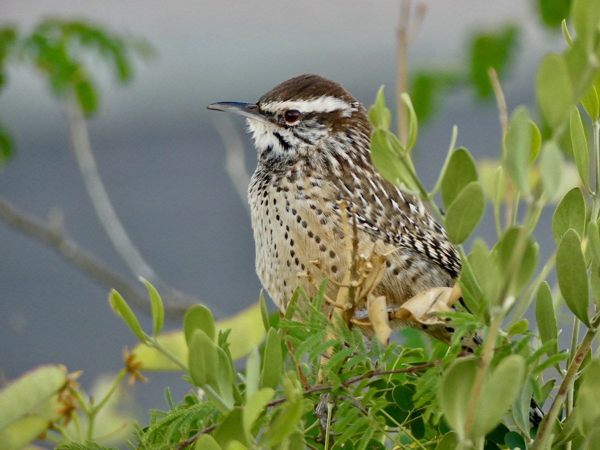 Cactus Wren - ML646155819