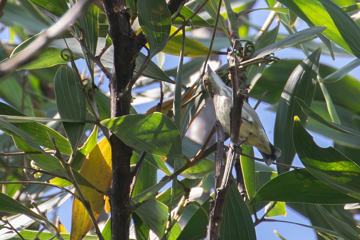 Kalın Gagalı Öksekuşu - ML646155821