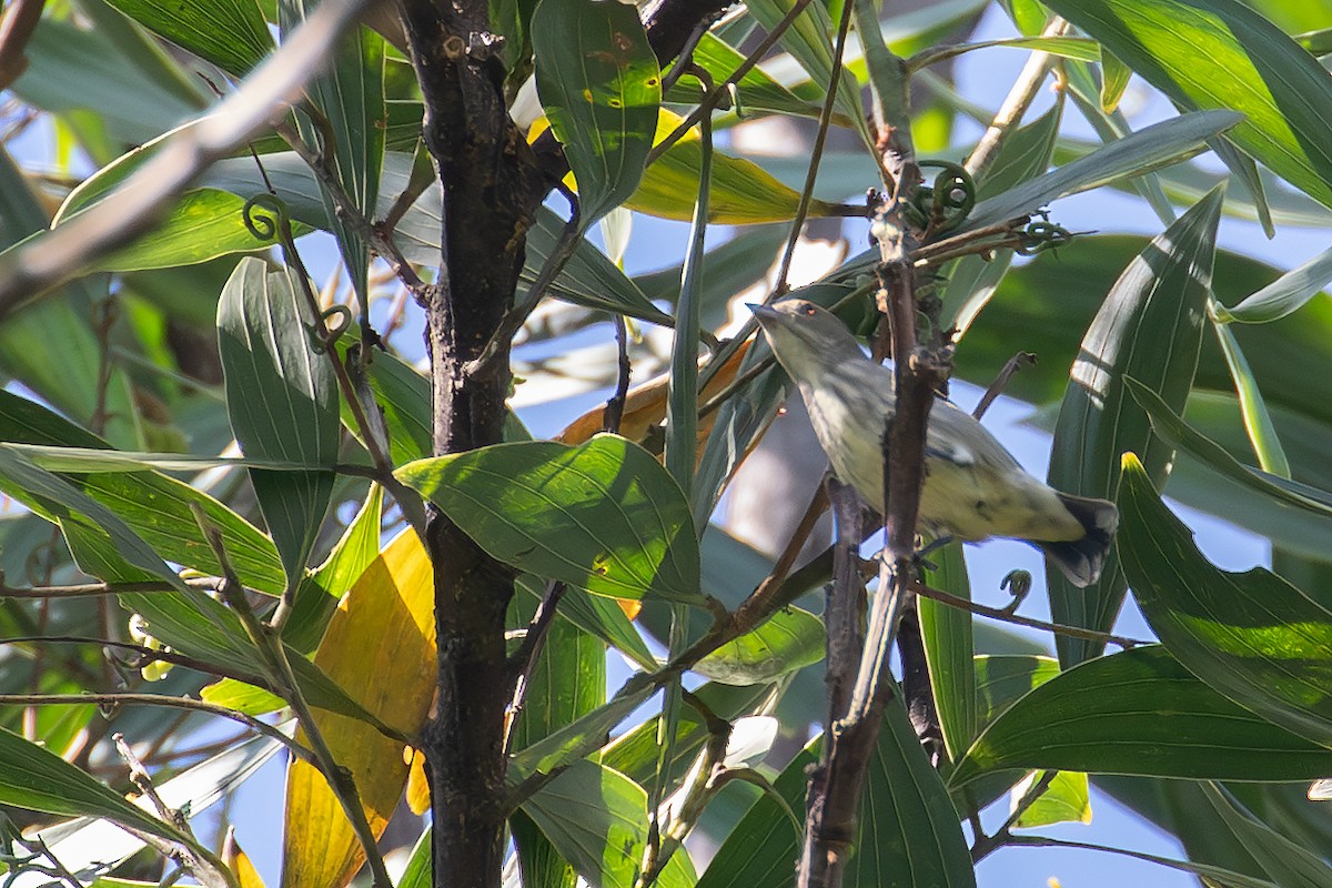 Kalın Gagalı Öksekuşu - ML646155823