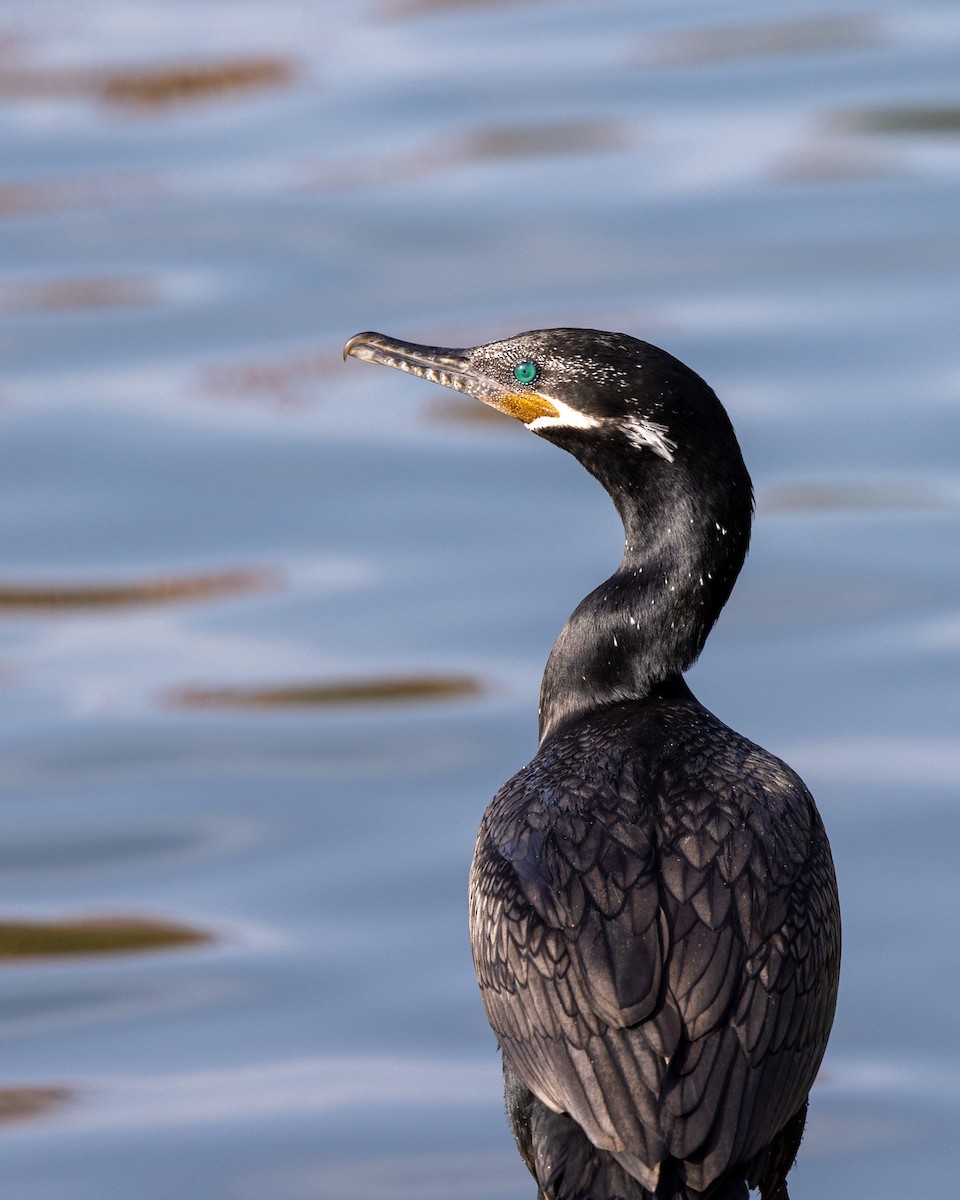 Neotropic Cormorant - ML646155826