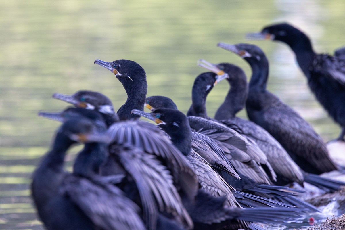 Neotropic Cormorant - ML646155827