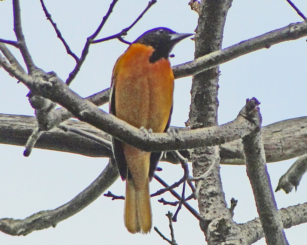 Балтиморский трупиал - ML646155828