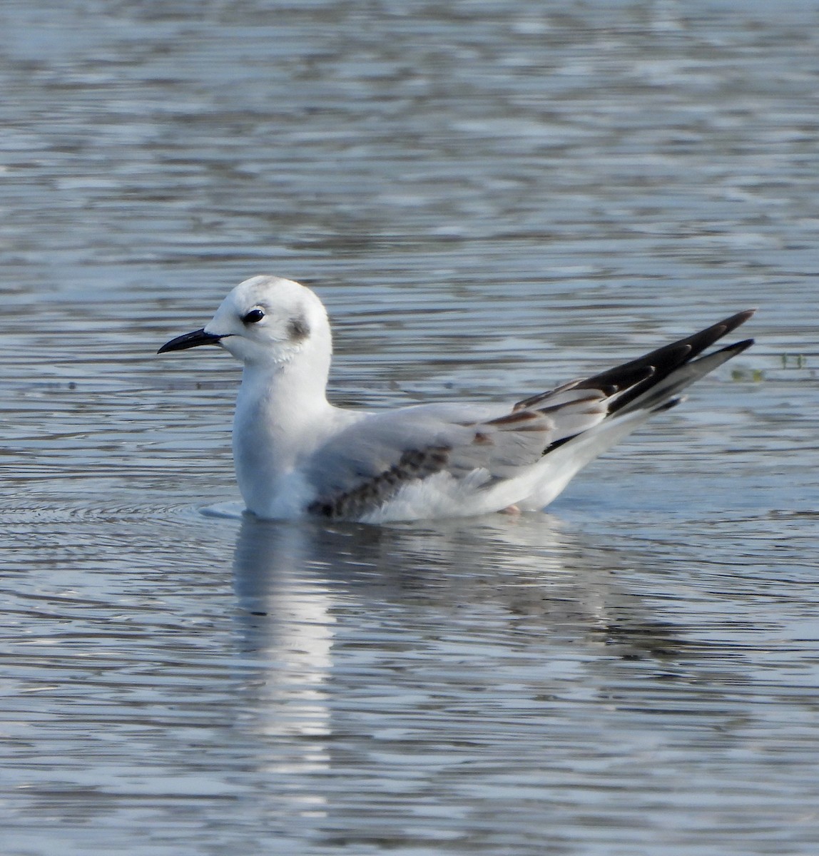 Bonaparte's Gull - ML646155833