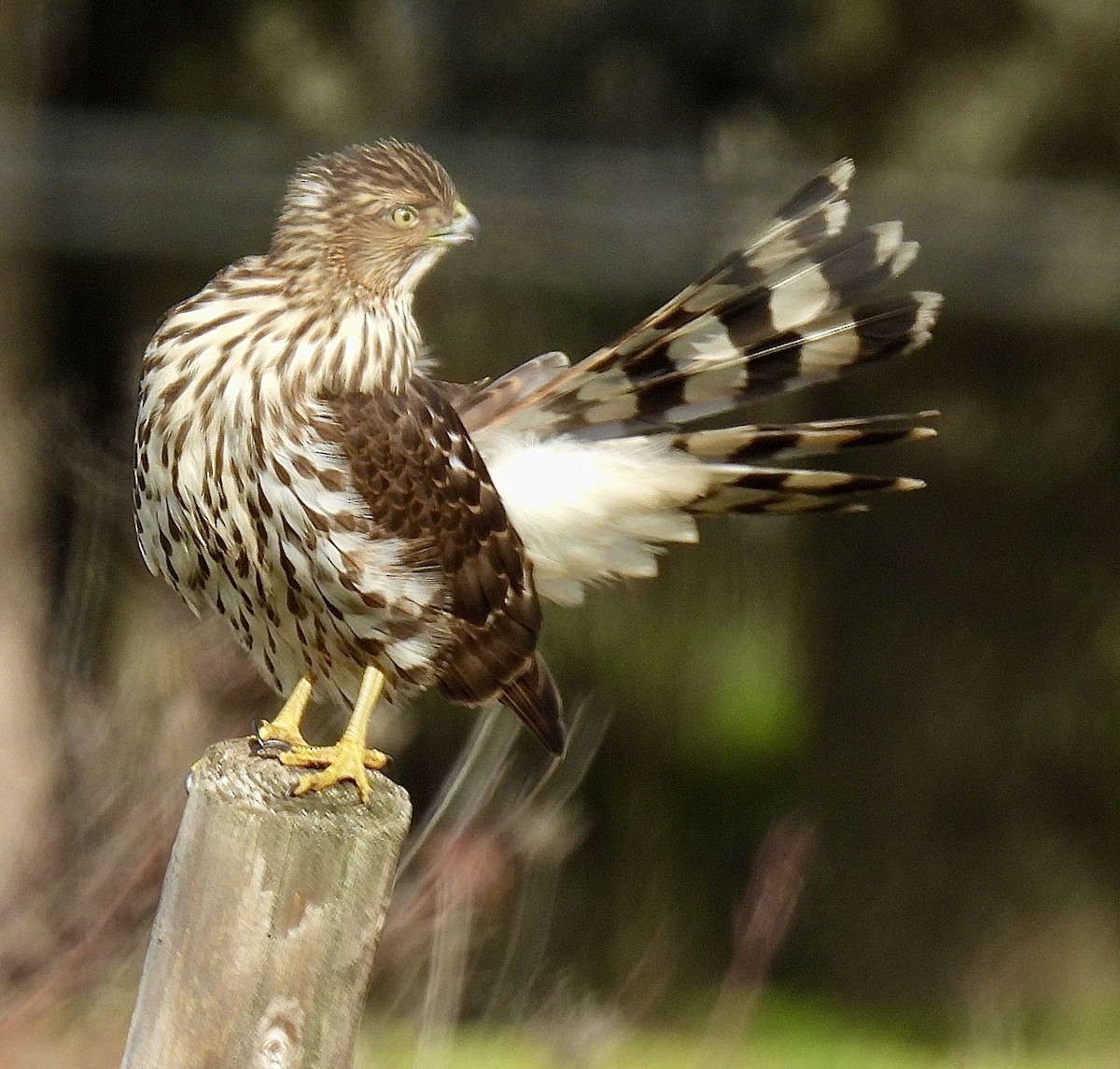 Sharp-shinned Hawk - ML646155837