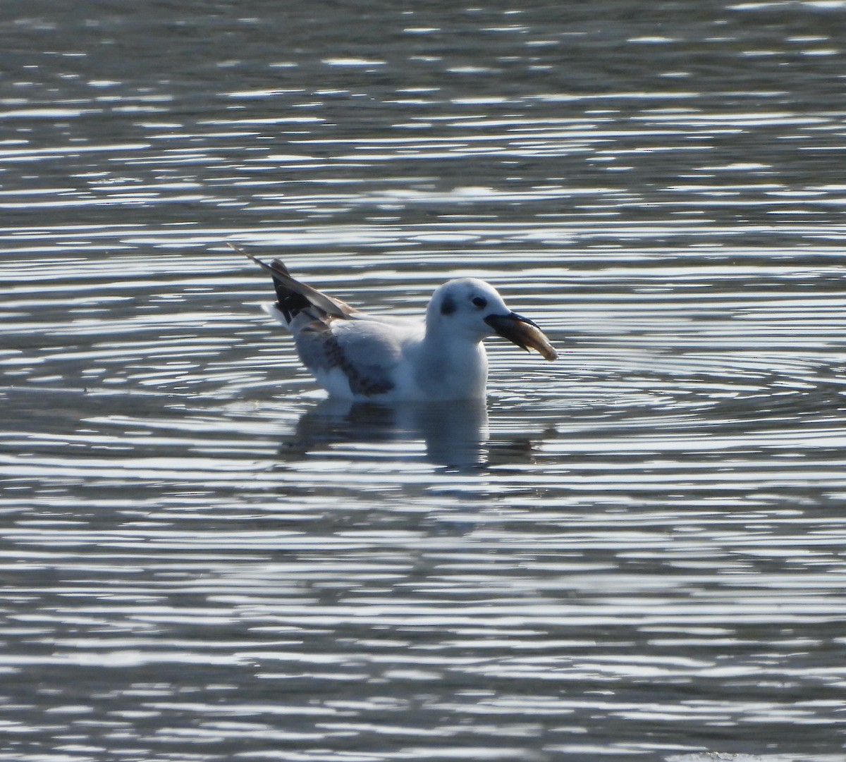 Bonaparte's Gull - ML646155838