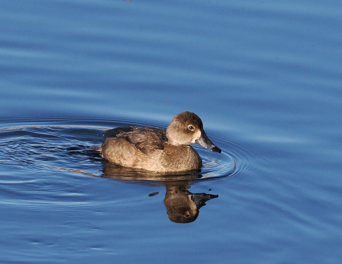 Redhead - ML646155841